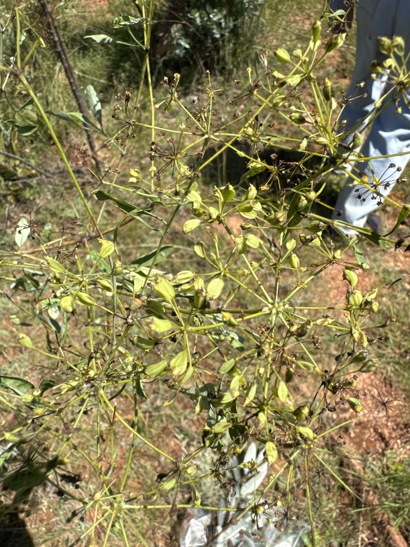 Heteromorpha arborescens var. frutescens photo 4