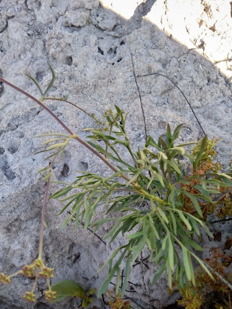 Heteromorpha gossweileri
