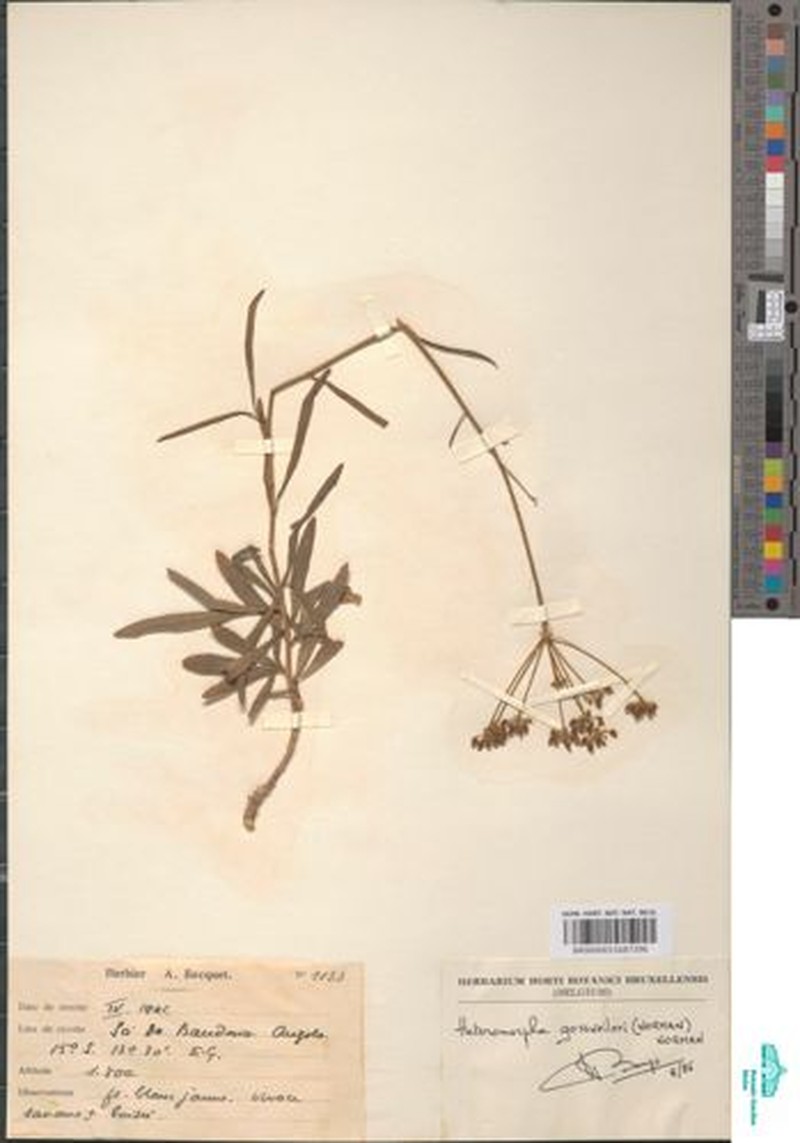 Heteromorpha gossweileri photo 3