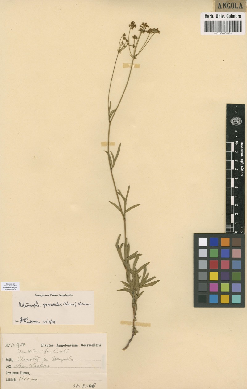 Heteromorpha gossweileri photo 4