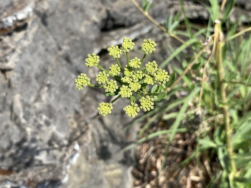 Heteromorpha involucrata