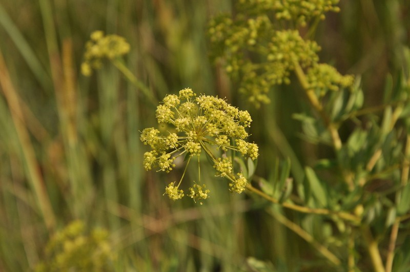Heteromorpha involucrata photo 2