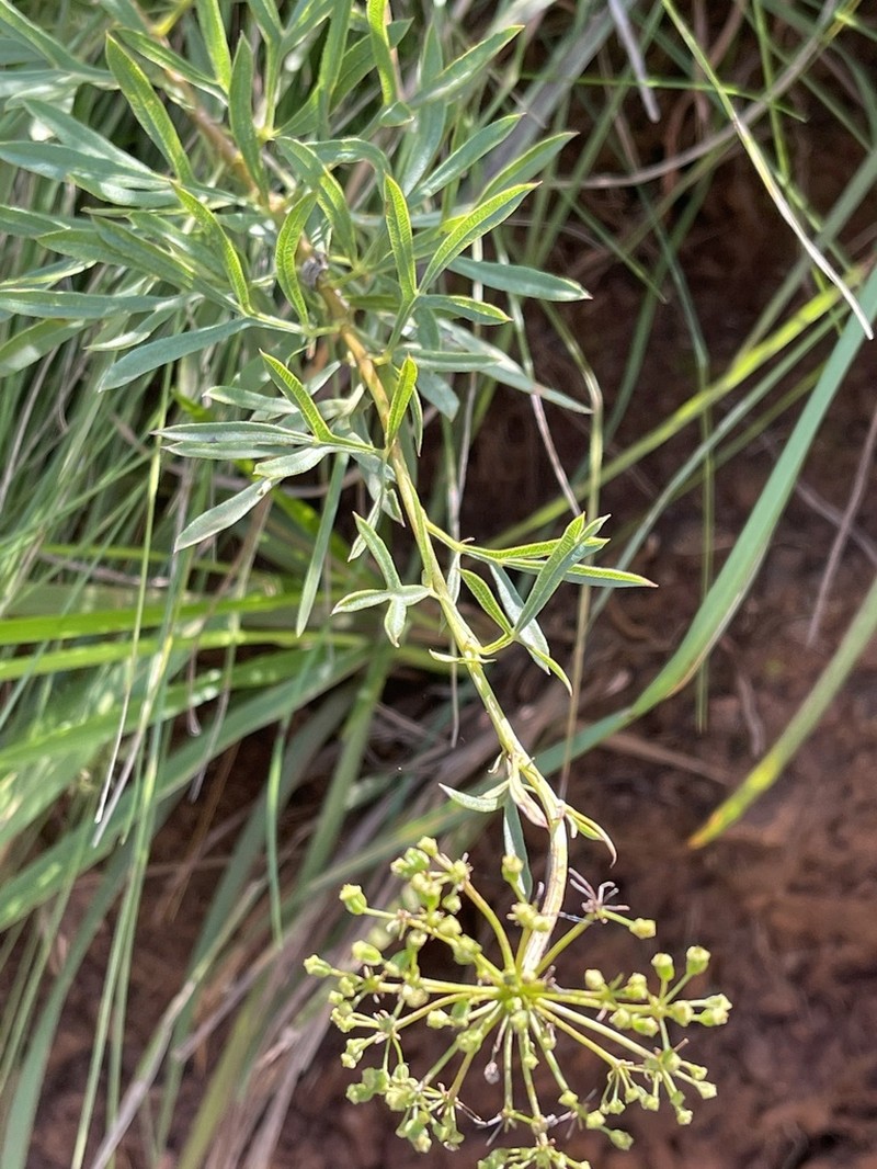 Heteromorpha involucrata photo 3