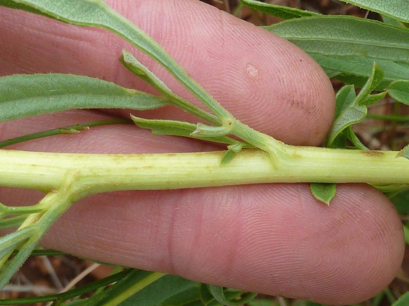Heteromorpha involucrata photo 4