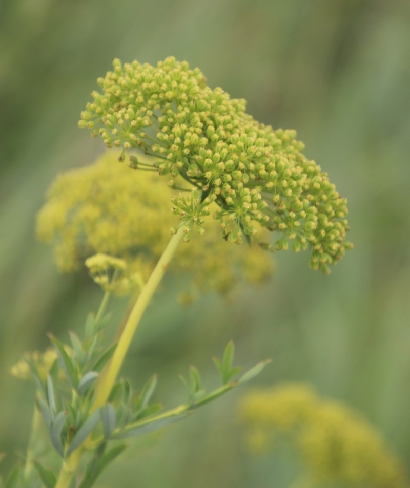 Heteromorpha involucrata photo 5