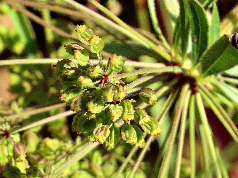 Heteromorpha involucrata photo 6