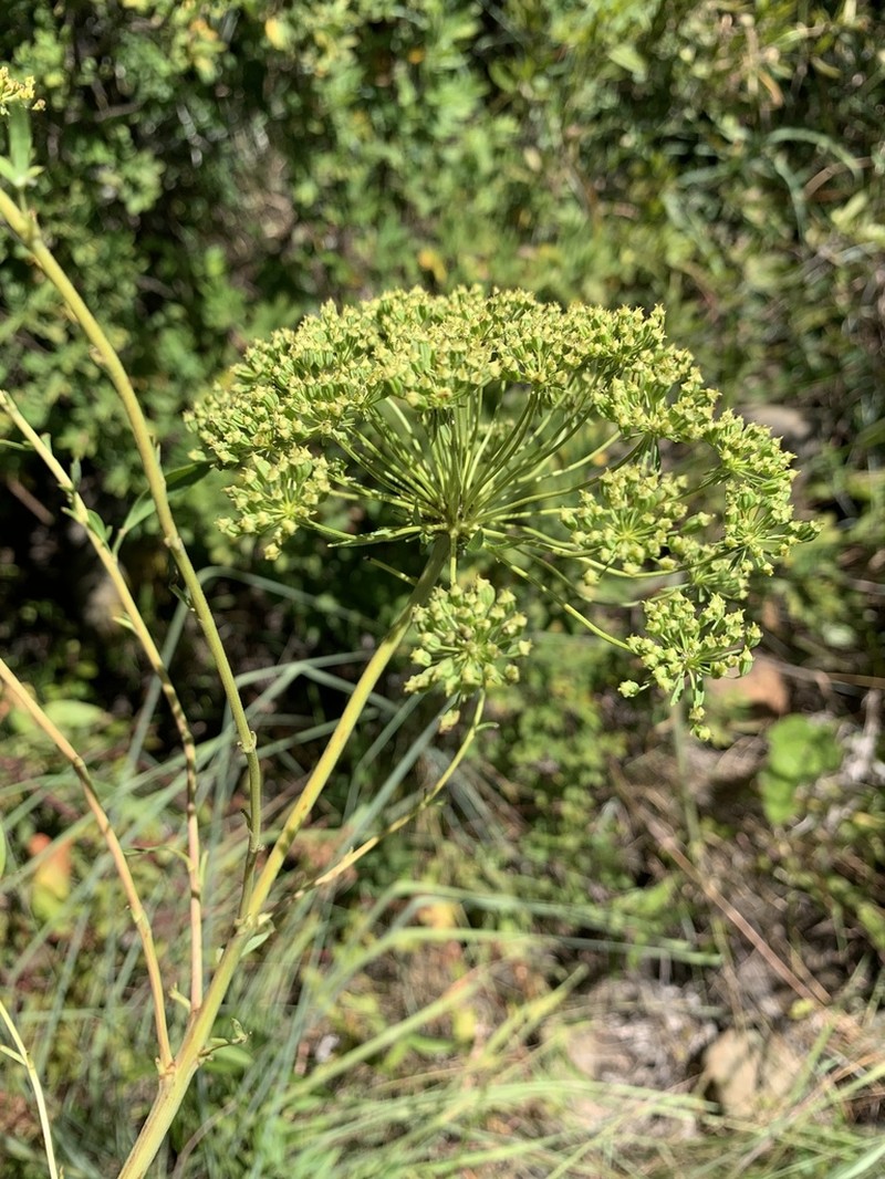 Heteromorpha involucrata photo 7