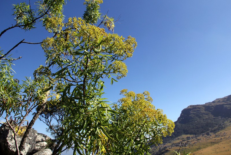 Heteromorpha montana photo 2