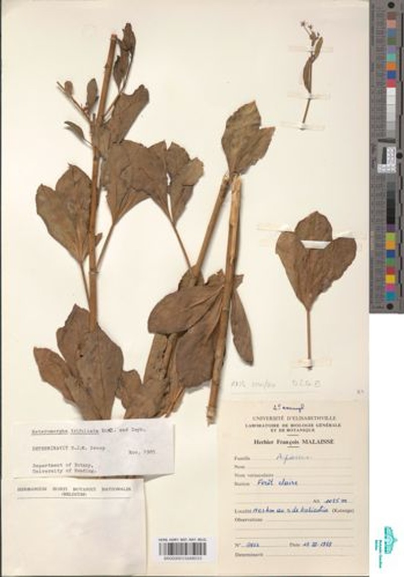 Heteromorpha occidentalis