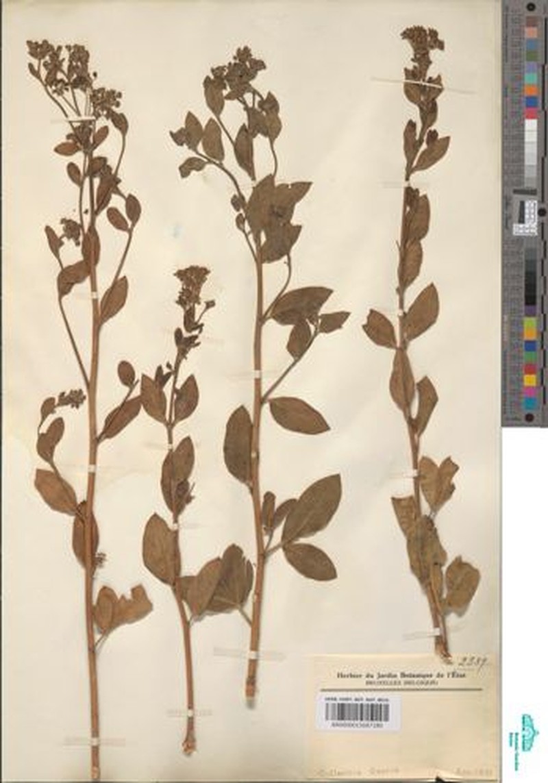 Heteromorpha occidentalis photo 2