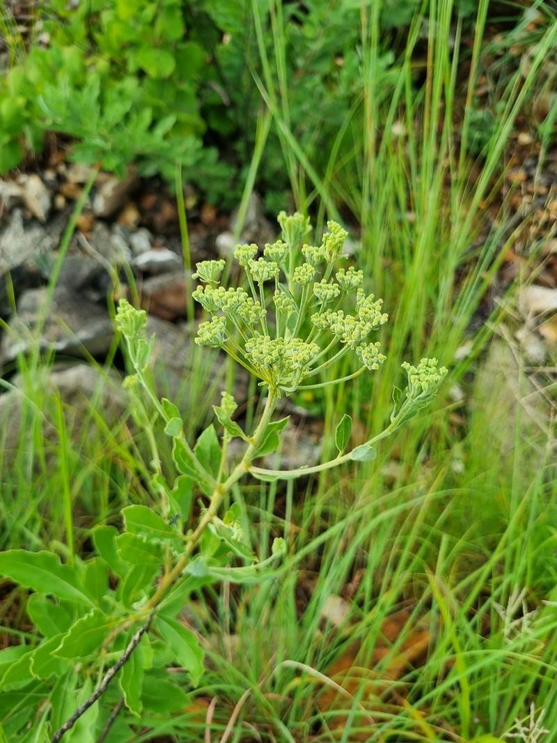 Heteromorpha pubescens