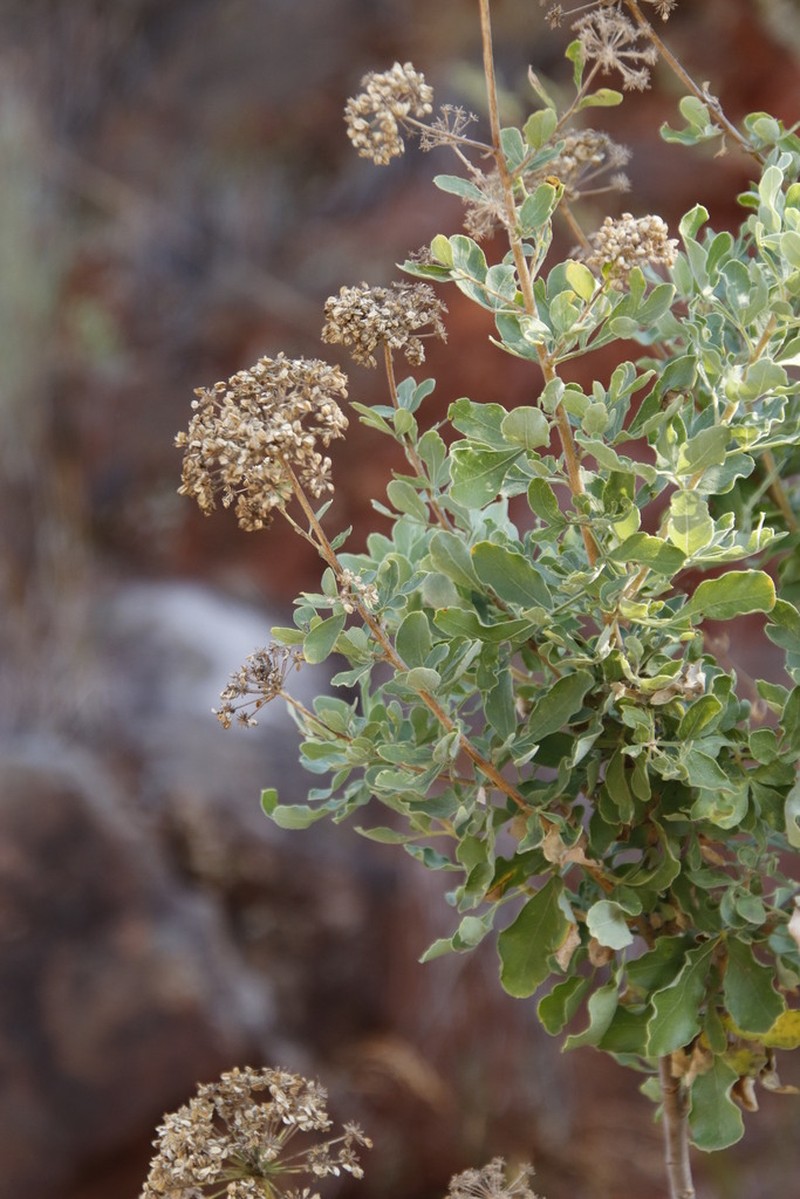 Heteromorpha pubescens photo 2