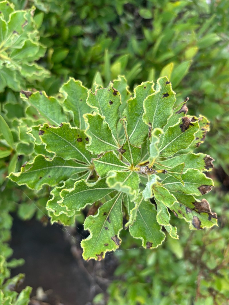 Heteromorpha pubescens photo 5