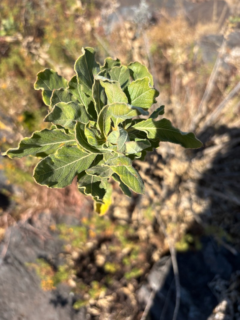 Heteromorpha pubescens photo 6
