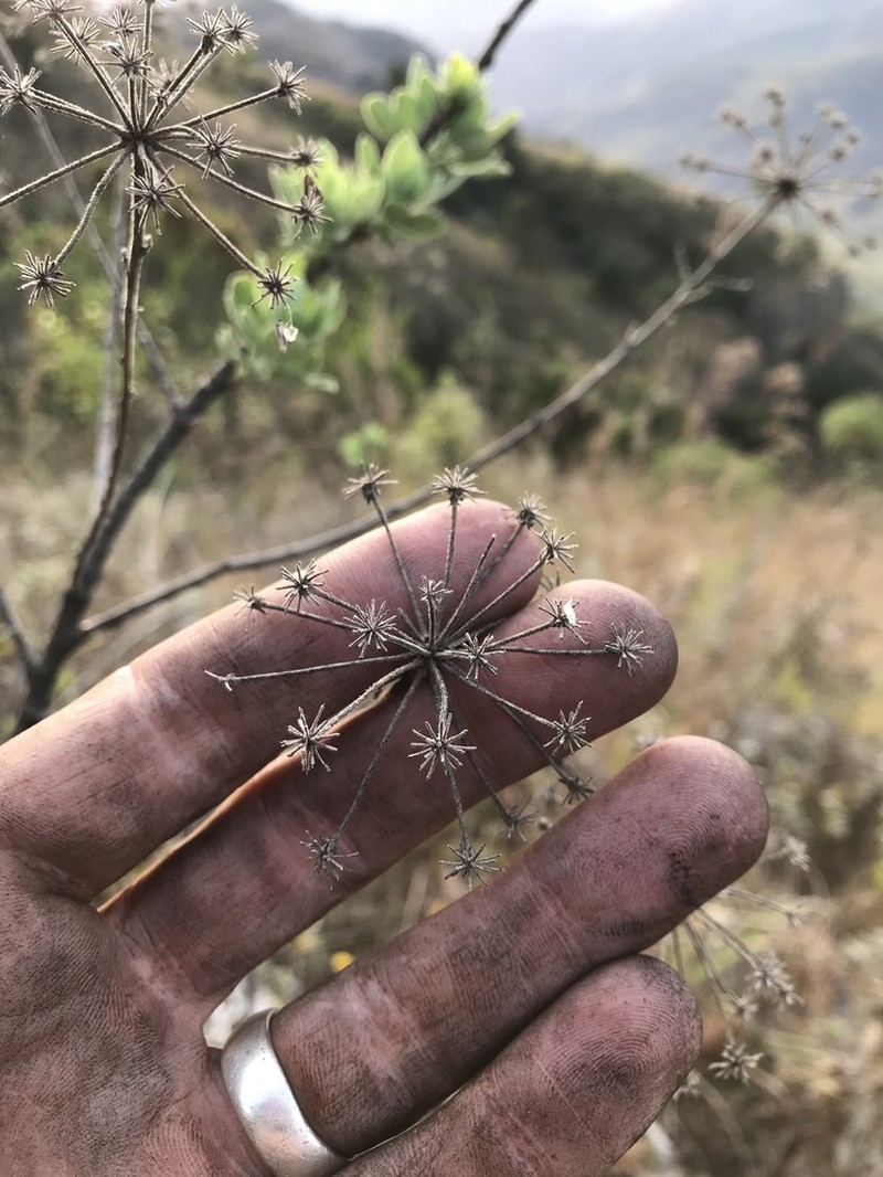 Heteromorpha pubescens photo 7
