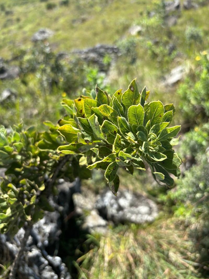 Heteromorpha pubescens photo 8