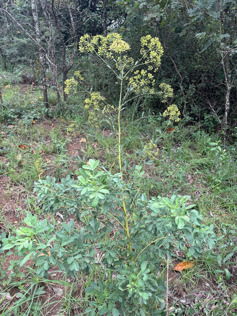 Heteromorpha stenophylla photo 2