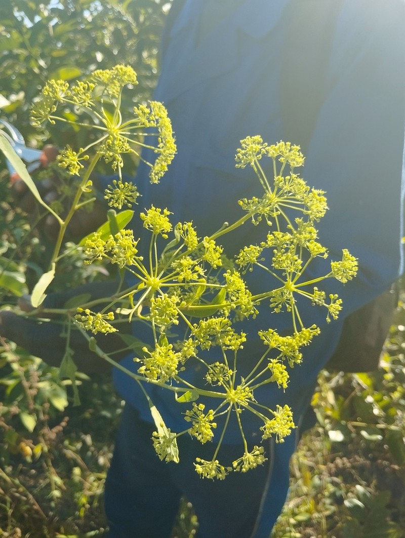 Heteromorpha stenophylla photo 4