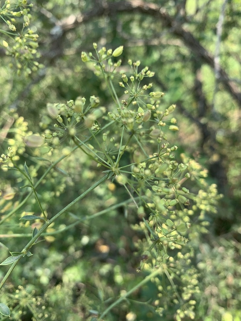 Heteromorpha stenophylla photo 5
