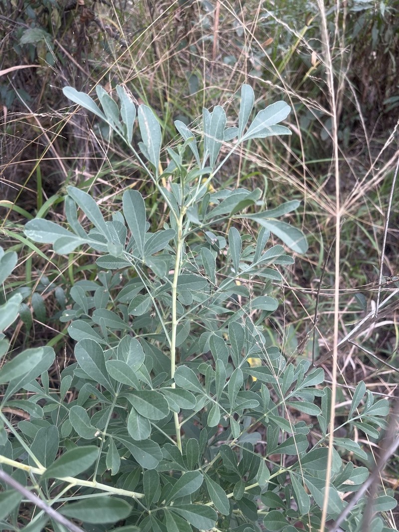 Heteromorpha stenophylla photo 7