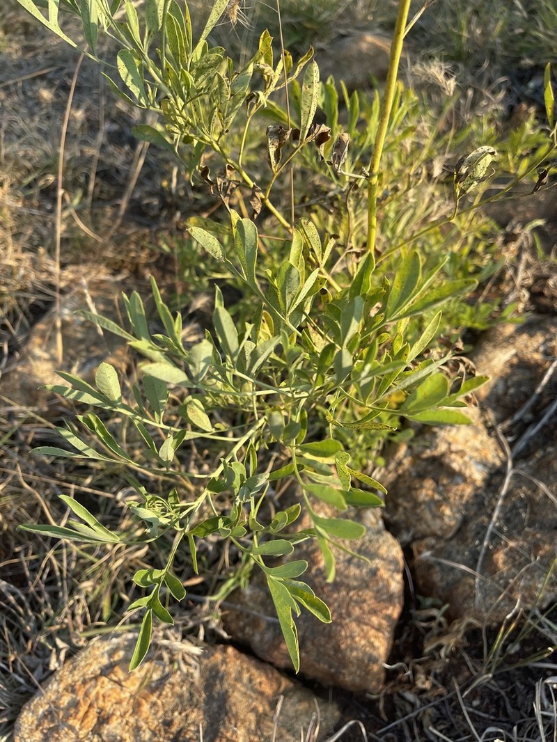 Heteromorpha stenophylla photo 8