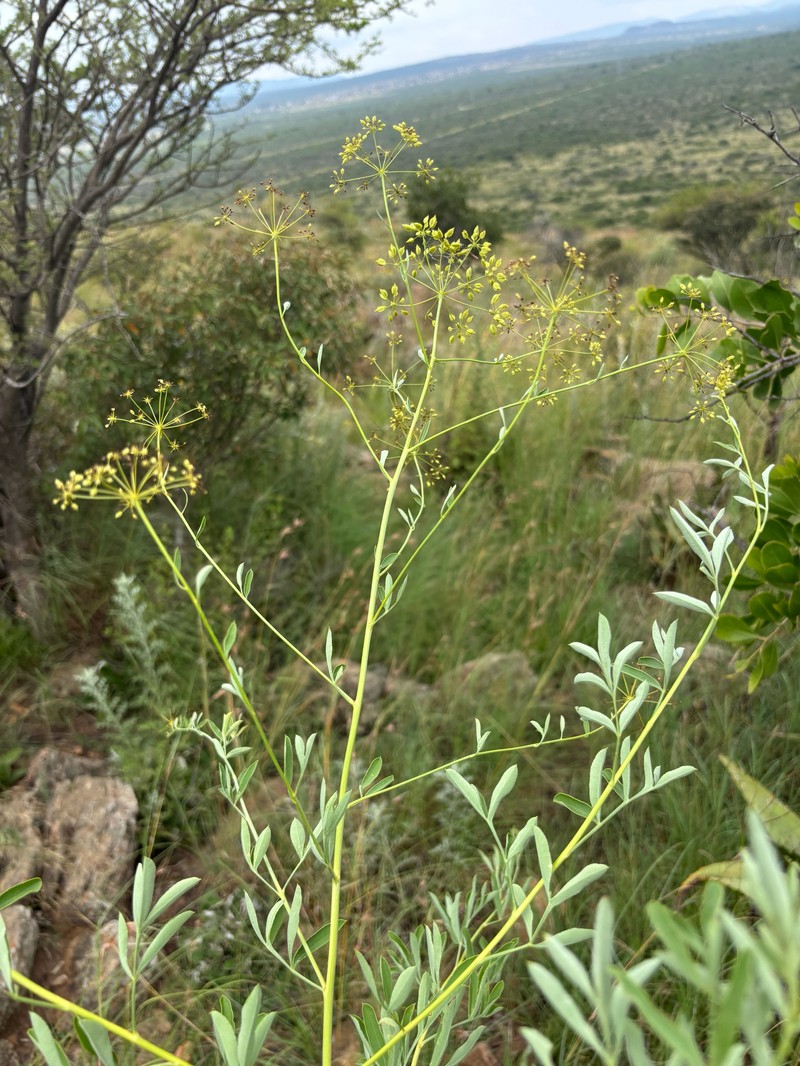 Heteromorpha stenophylla var. transvaalensis
