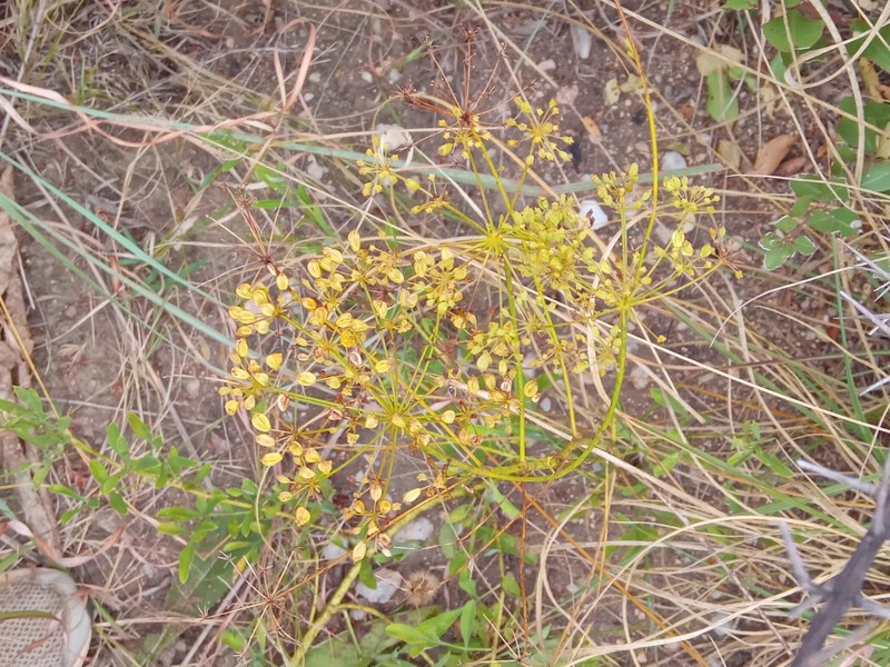 Heteromorpha stenophylla var. transvaalensis photo 4