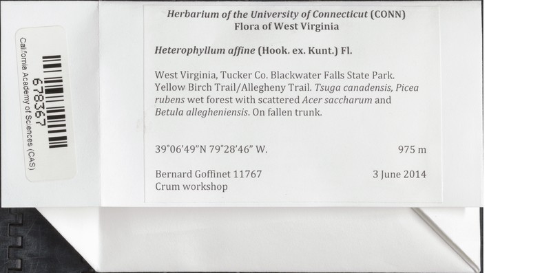Heterophyllium Moss