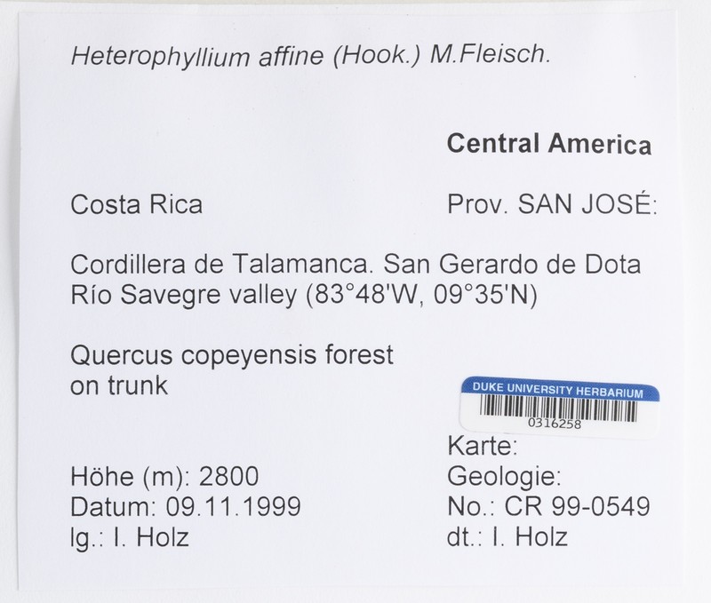 Heterophyllium Moss photo 3