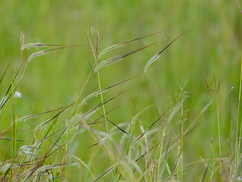Tanglehead photo 2