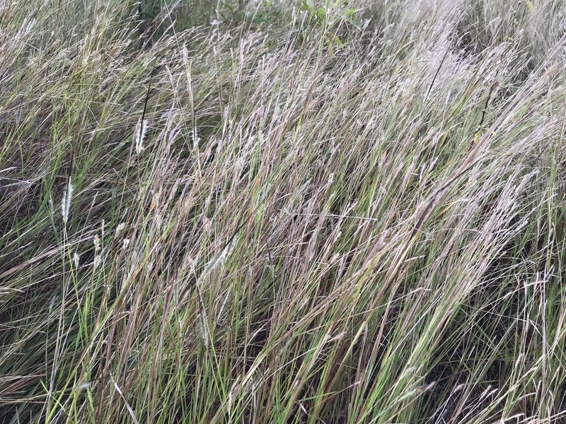 Tanglehead photo 3
