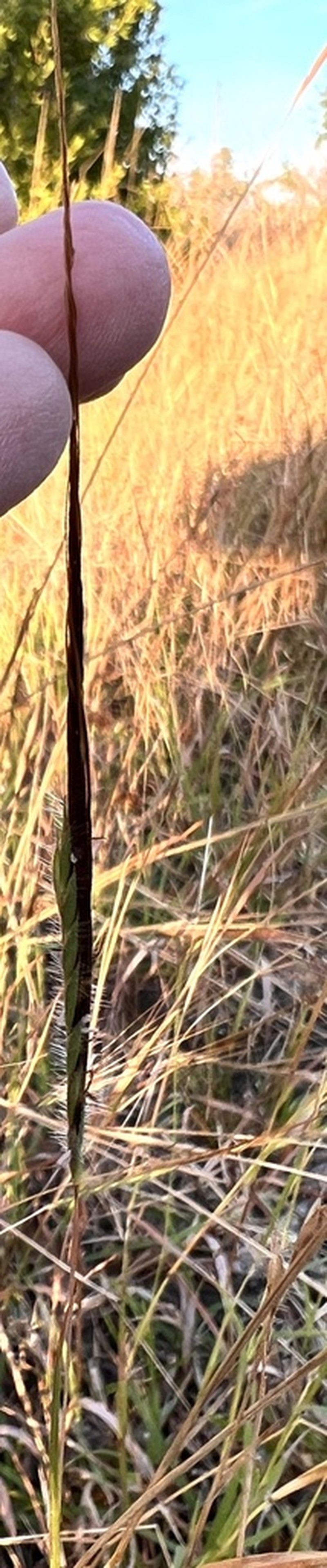 Tanglehead photo 5
