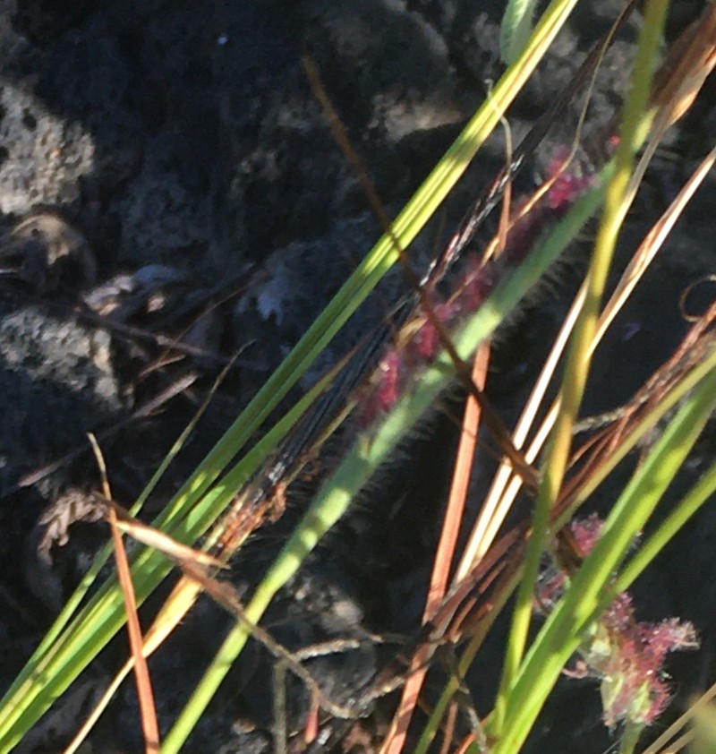 Tanglehead photo 7