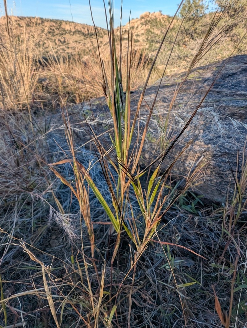 Sweet Tanglehead photo 5