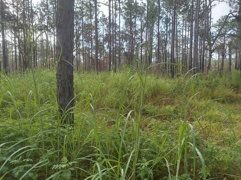 Sweet Tanglehead photo 6