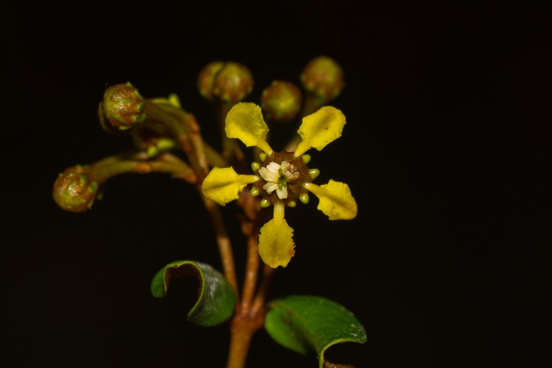Heteropterys aenea