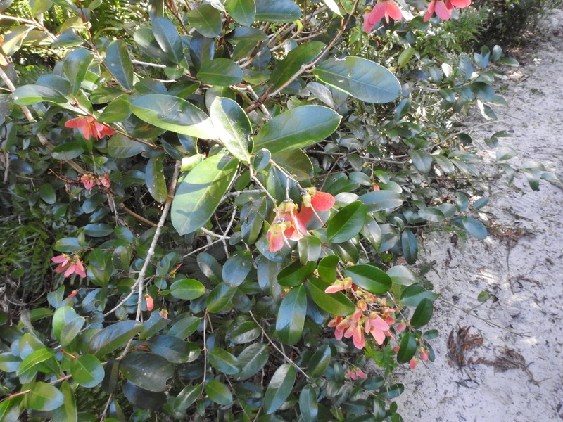 Heteropterys aenea photo 2