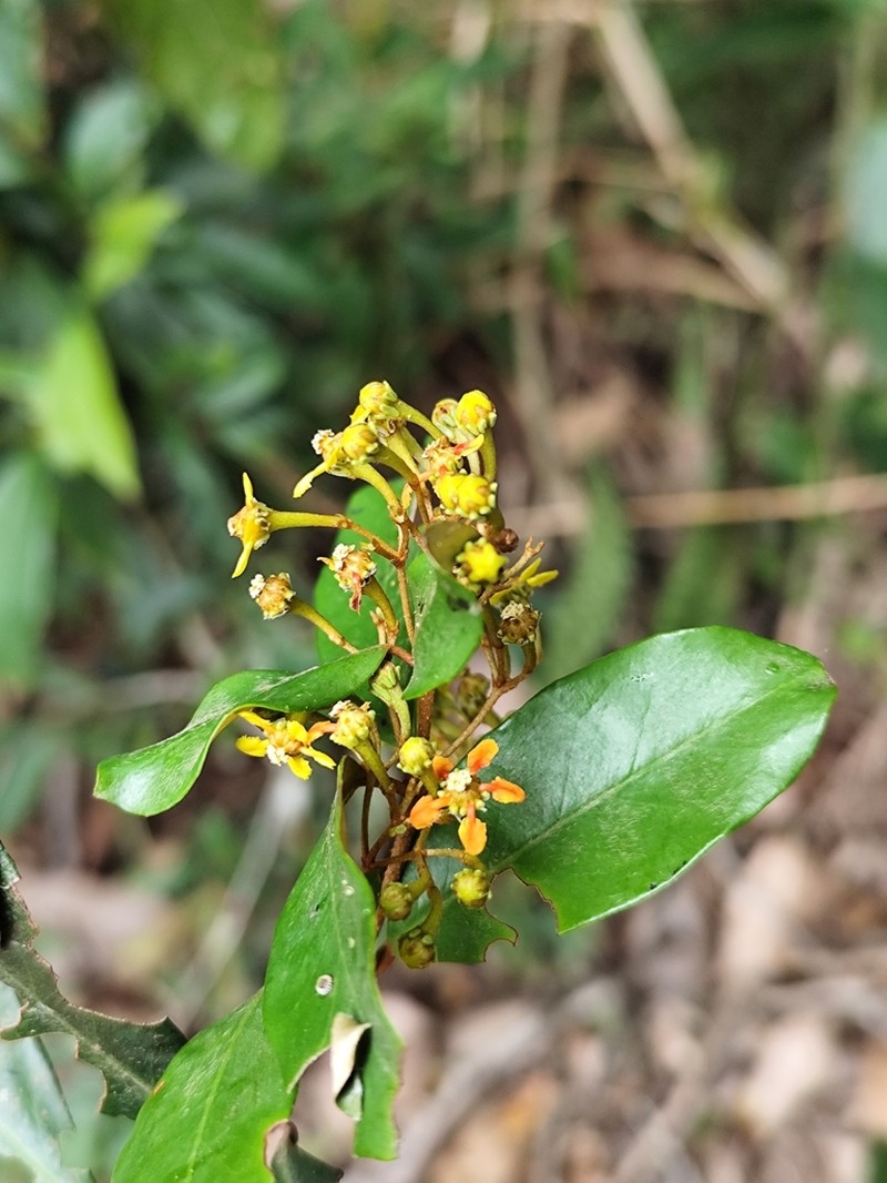 Heteropterys aenea photo 3
