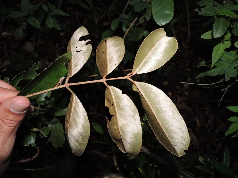 Heteropterys aenea photo 6