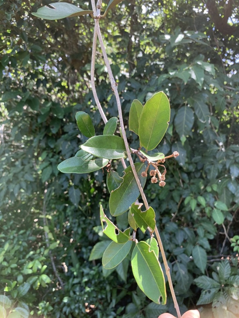 Heteropterys aenea photo 8