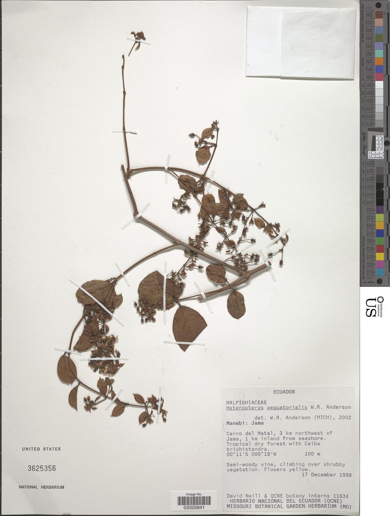 Heteropterys aequatorialis