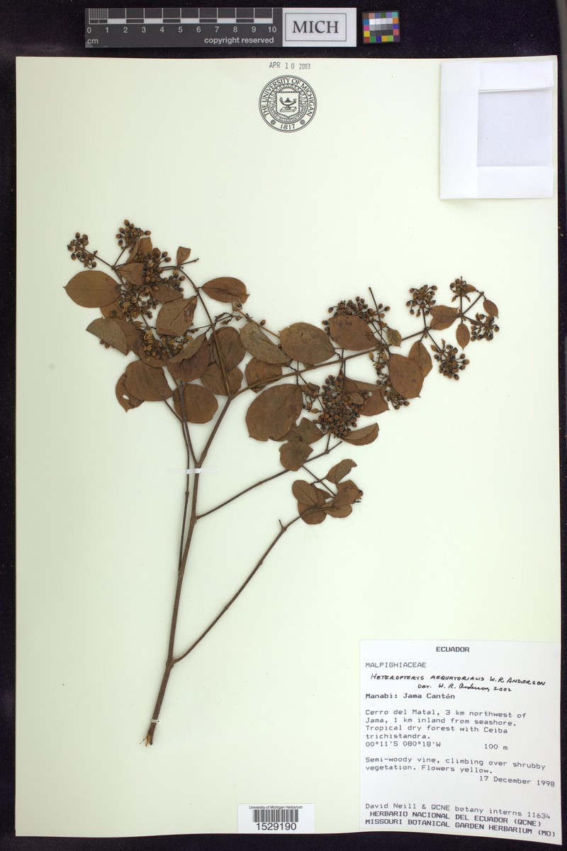 Heteropterys aequatorialis photo 2