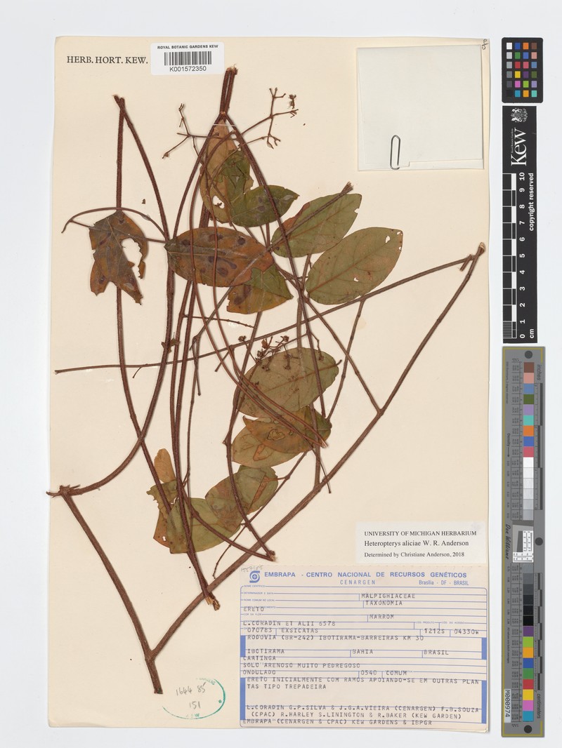 Heteropterys aliciae