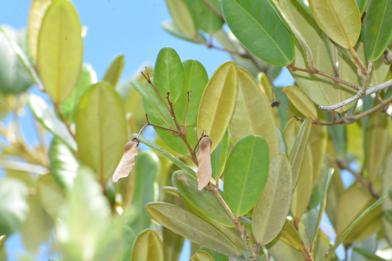 Heteropterys alternifolia photo 2