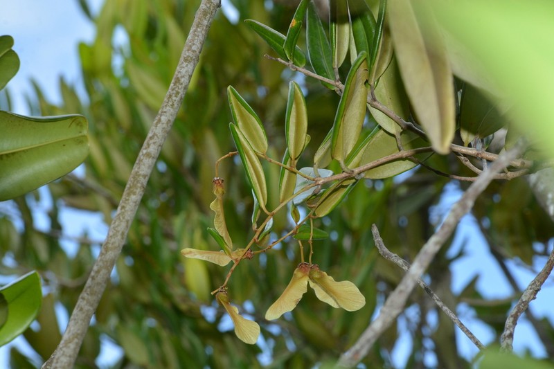 Heteropterys alternifolia photo 3