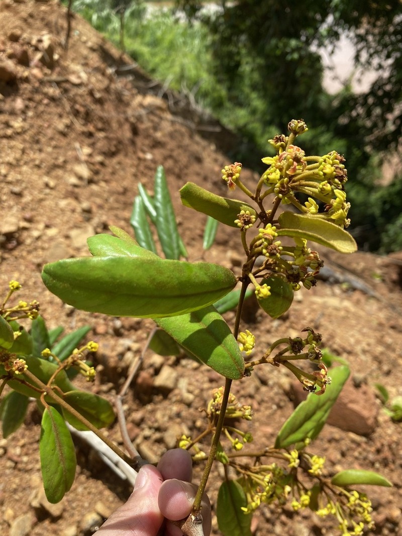Heteropterys alternifolia photo 4