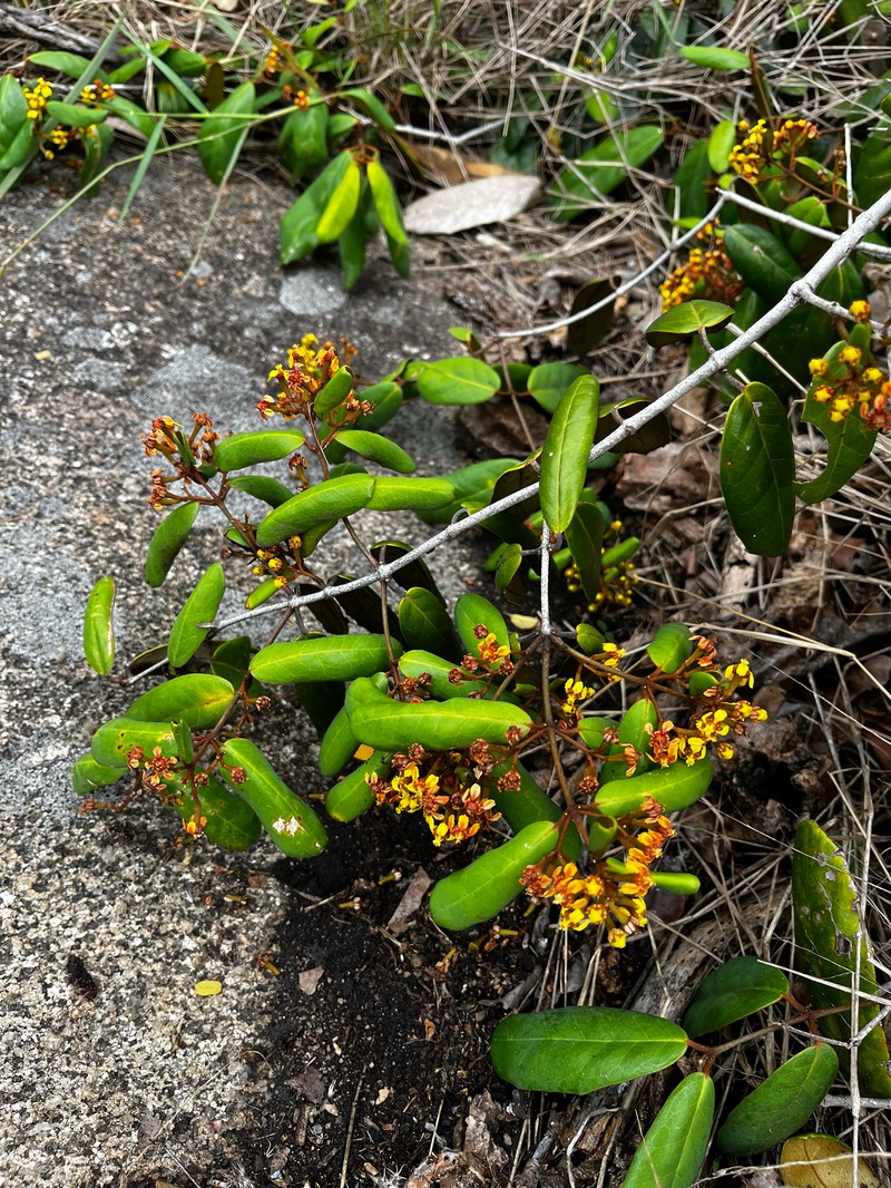 Heteropterys alternifolia photo 5