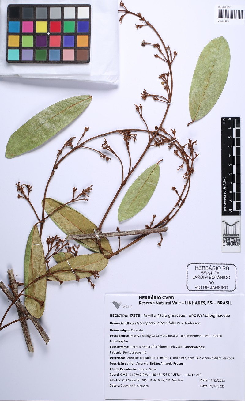 Heteropterys alternifolia photo 7