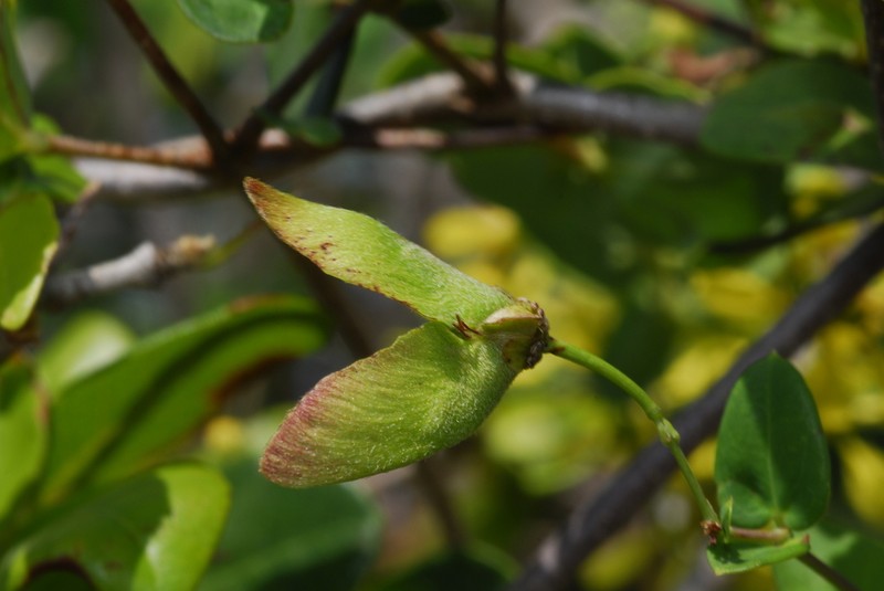 Heteropterys amplexicaulis photo 3