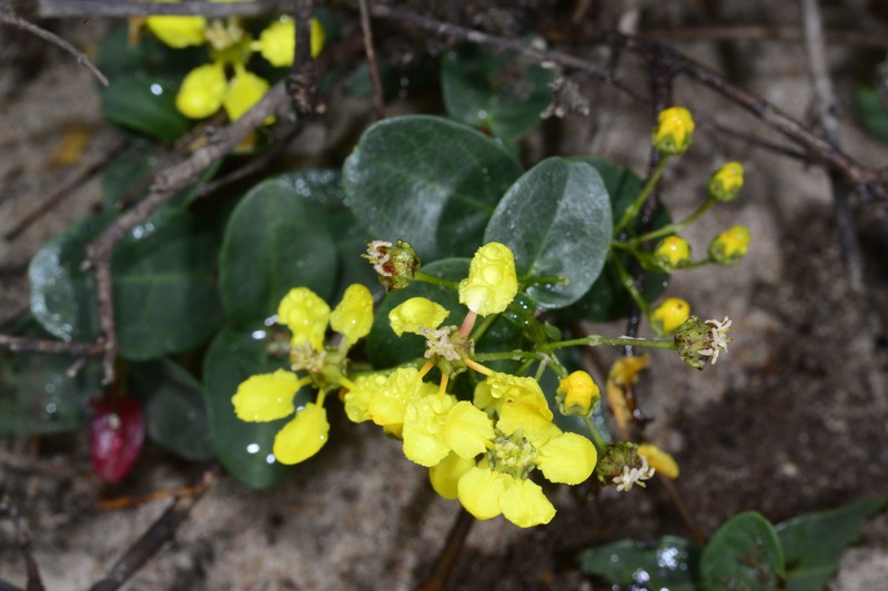 Heteropterys amplexicaulis photo 4